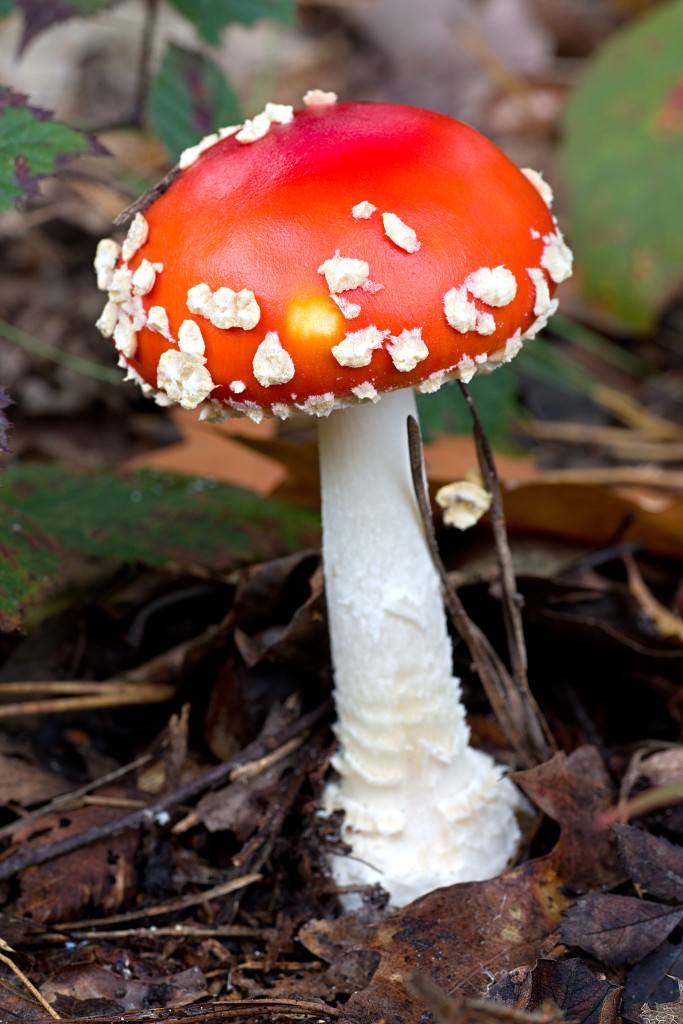Oisterwijkse Bossen en Vennen Kampina natuurgebied natuur hdr oisterwijk Nationaal park Landschap Het Groene Woud hei heide bossen natuurmonumenten brabant